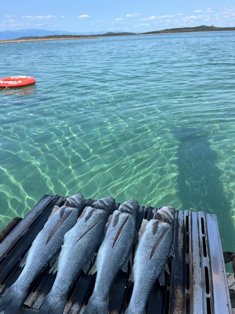 Ayvalik Gulet   10  gasten 10 m Lijstnummer: #25765 4